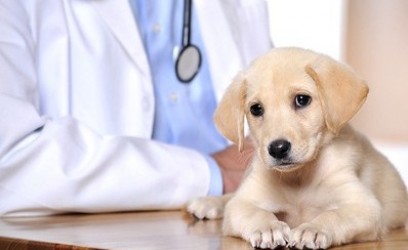 Nova Assurances, Assurance santé des animaux